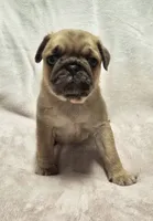 Penny, a female Pug for sale in Neosho, MO – 3 of 6
