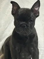 Blacky Darr, a male French Bulldog for sale in Griffin, GA – 5 of 6