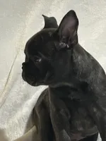 Blacky Darr, a male French Bulldog for sale in Griffin, GA – 3 of 6
