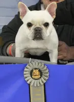 Blacky Darr, a male French Bulldog for sale in Griffin, GA – 6 of 6