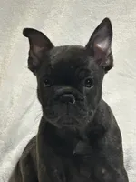 Blacky Darr, a male French Bulldog for sale in Griffin, GA – 1 of 6