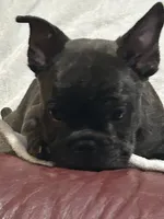 Blacky Darr, a male French Bulldog for sale in Griffin, GA – 2 of 6