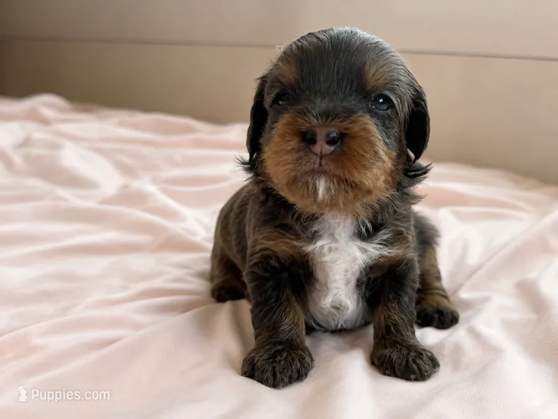 Bonnie – Miniature Bernedoodle puppy for sale in Braselton, GA