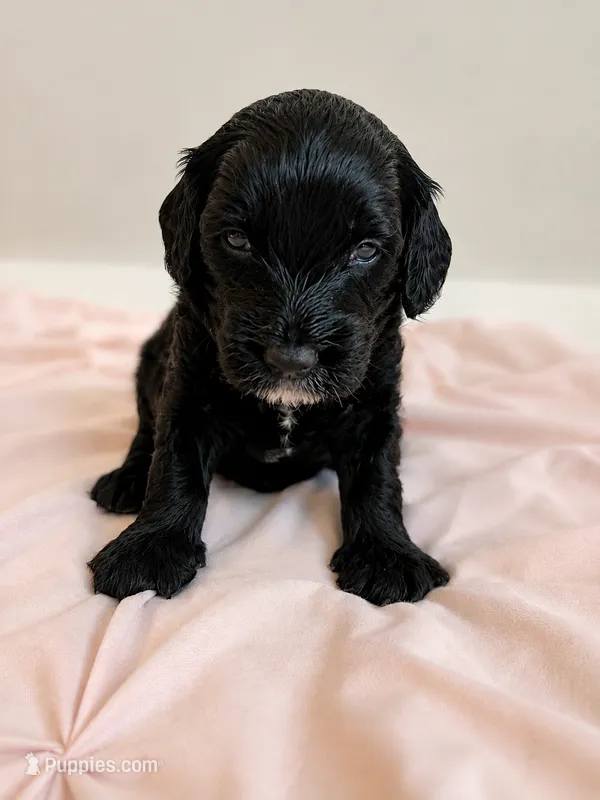 Woody – Miniature Bernedoodle puppy for sale in Braselton, GA