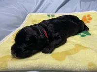 Woody, a male Miniature Bernedoodle for sale in Braselton, GA – 3 of 7