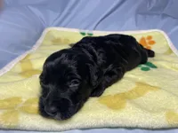 Woody, a male Miniature Bernedoodle for sale in Braselton, GA – 2 of 7