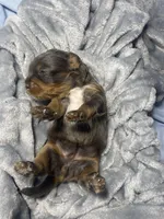 Bonnie, a female Miniature Bernedoodle for sale in Braselton, GA – 3 of 3