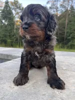 Rex, a male Miniature Bernedoodle for sale in Braselton, GA – 4 of 7
