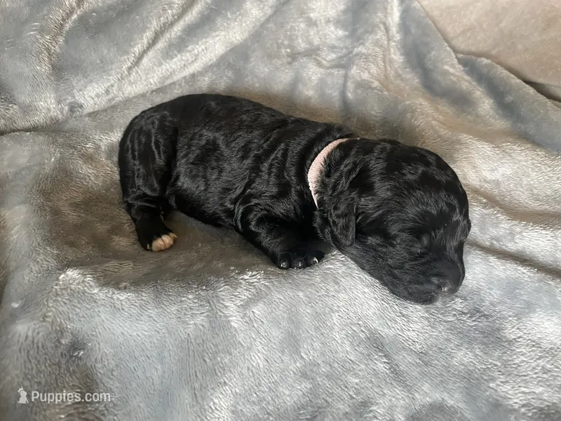 Jessie – Miniature Bernedoodle puppy for sale in Braselton, GA