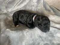 Jessie, a female Miniature Bernedoodle for sale in Braselton, GA – 1 of 4