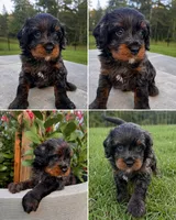 Rex, a male Miniature Bernedoodle for sale in Braselton, GA – 7 of 7