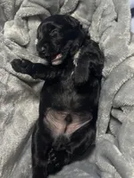 Woody, a male Miniature Bernedoodle for sale in Braselton, GA – 4 of 7