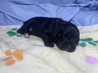 Jessie, a female Miniature Bernedoodle for sale in Braselton, GA – 2 of 4