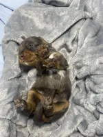 Bonnie, a female Miniature Bernedoodle for sale in Braselton, GA – 2 of 3