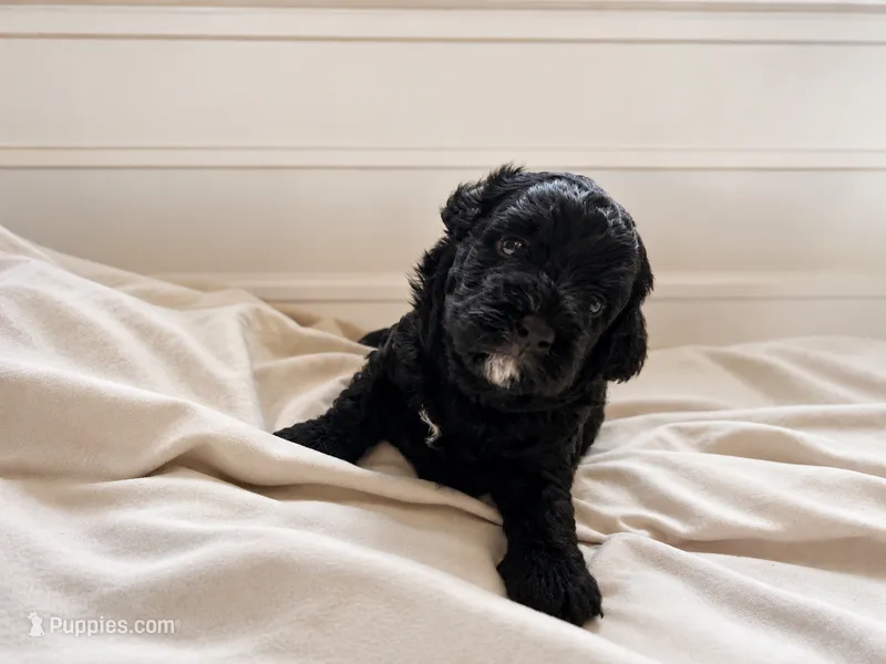 Jessie – Miniature Bernedoodle puppy for sale in Braselton, GA