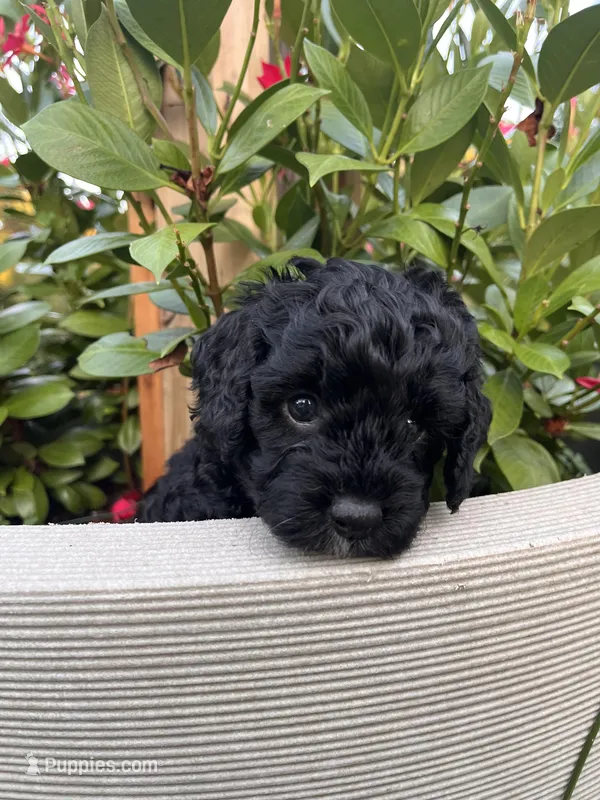 Jessie – Miniature Bernedoodle puppy for sale in Braselton, GA