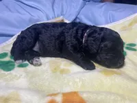 Jessie, a female Miniature Bernedoodle for sale in Braselton, GA – 4 of 4
