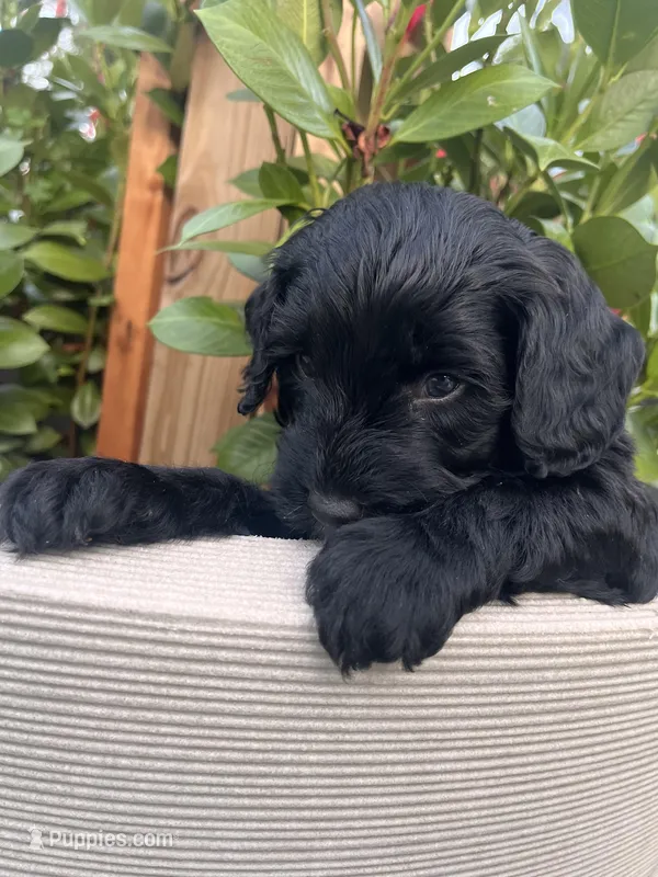 Woody – Miniature Bernedoodle puppy for sale in Braselton, GA