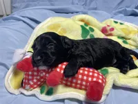 Woody, a male Miniature Bernedoodle for sale in Braselton, GA – 6 of 7