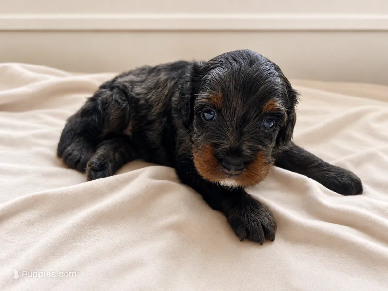 Rex – Miniature Bernedoodle puppy for sale in Braselton, GA