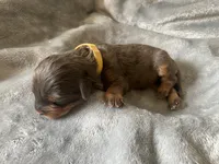 Bonnie, a female Miniature Bernedoodle for sale in Braselton, GA – 1 of 3