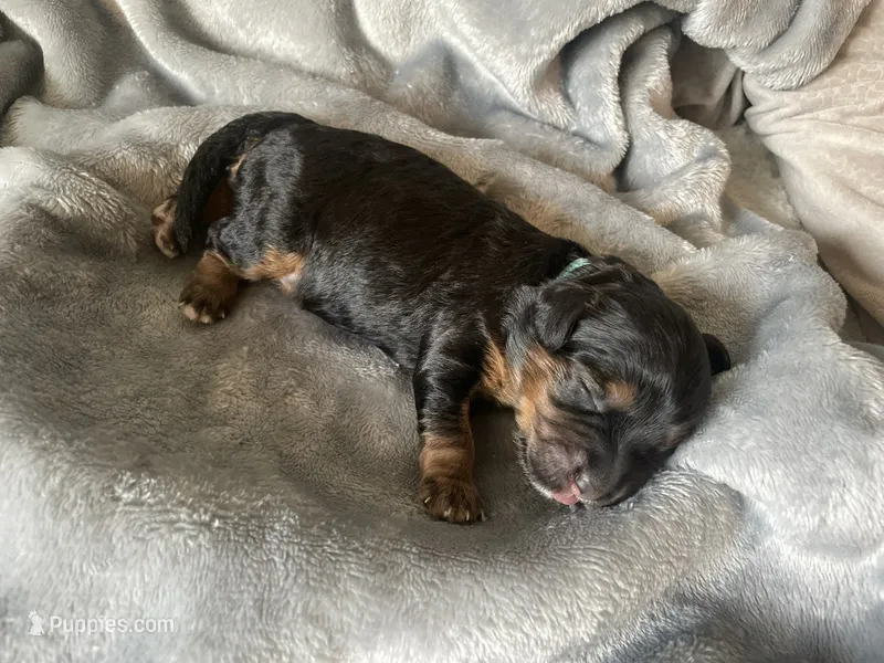 Andy – Miniature Bernedoodle puppy for sale in Braselton, GA