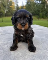 Rex, a male Miniature Bernedoodle for sale in Braselton, GA – 6 of 7