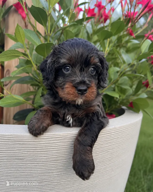 Rex – Miniature Bernedoodle puppy for sale in Braselton, GA