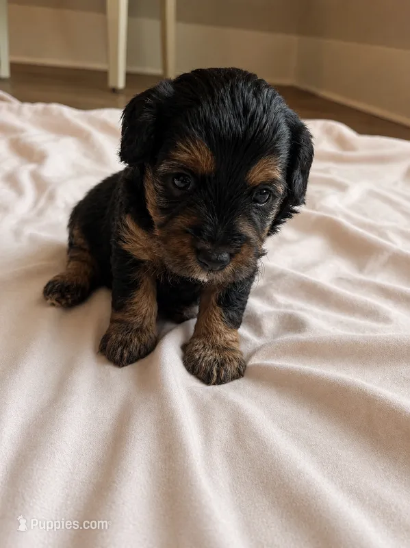 Andy – Miniature Bernedoodle puppy for sale in Braselton, GA