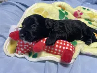 Woody, a male Miniature Bernedoodle for sale in Braselton, GA – 7 of 7