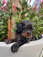 Rex, a male Miniature Bernedoodle for sale in Braselton, GA – 5 of 7