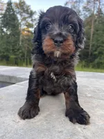 Rex, a male Miniature Bernedoodle for sale in Braselton, GA – 3 of 7