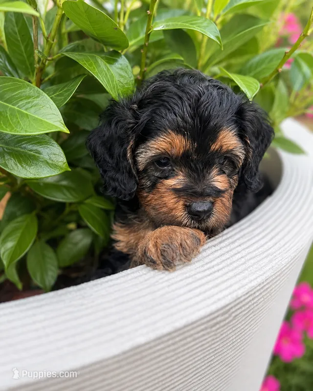 Andy – Miniature Bernedoodle puppy for sale in Braselton, GA