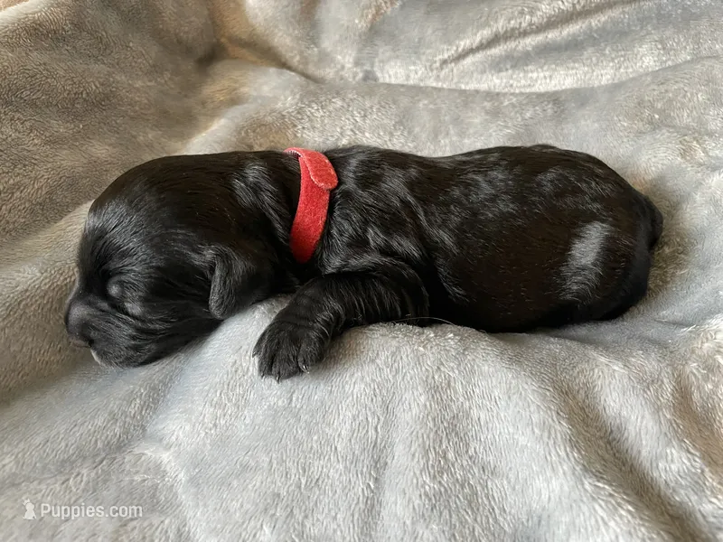 Woody – Miniature Bernedoodle puppy for sale in Braselton, GA