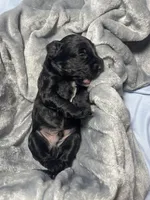 Woody, a male Miniature Bernedoodle for sale in Braselton, GA – 5 of 7