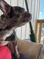 Sassy, a female French Bulldog for sale in Chatsworth, GA – Photo 3 of 7