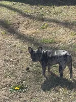 Sassy, a female French Bulldog for sale in Chatsworth, GA – Photo 5 of 7