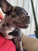 Sassy, a female French Bulldog for sale in Chatsworth, GA – Photo 1 of 7