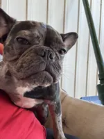 Sassy, a female French Bulldog for sale in Chatsworth, GA – Photo 4 of 7