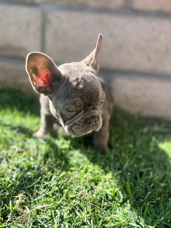 Lilac carry testable isabella chocolate – French Bulldog puppy for sale in Ontario, CA
