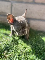 Lilac carry testable isabella chocolate, a female French Bulldog for sale in Ontario, CA – 1 of 3