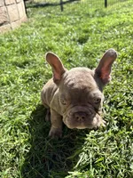 Lilac carry testable isabella chocolate, a female French Bulldog for sale in Ontario, CA – 2 of 3