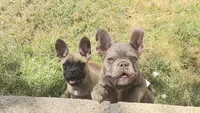Bucky mask, a female French Bulldog for sale in Ontario, CA – 3 of 3