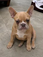 Isabella male pick of litter , a male French Bulldog for sale in Ontario, CA – 1 of 4