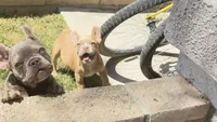 Isabella male pick of litter , a male French Bulldog for sale in Ontario, CA – 5 of 5