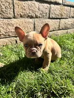 Isabella male pick of litter , a male French Bulldog for sale in Ontario, CA – 3 of 4