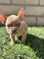 Isabella male pick of litter , a male French Bulldog for sale in Ontario, CA – 2 of 4