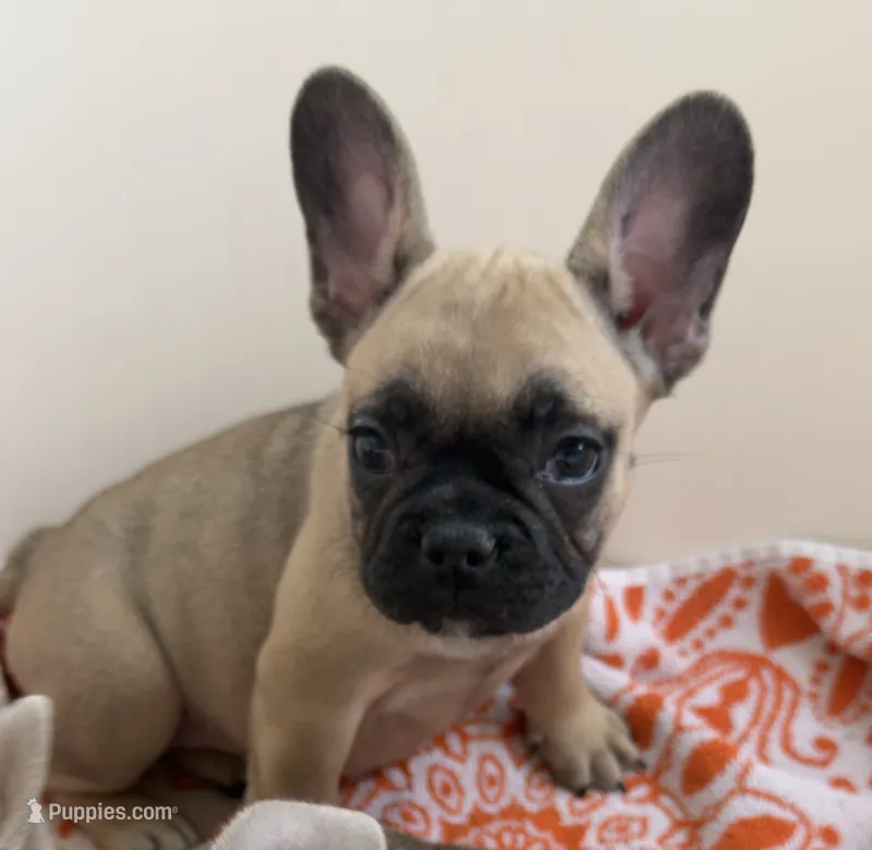Bucky mask – French Bulldog puppy for sale in Ontario, CA