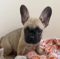 Bucky mask, a female French Bulldog for sale in Ontario, CA – 1 of 2