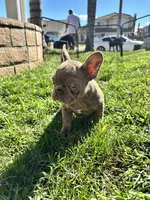 Lilac carry testable isabella chocolate, a female French Bulldog for sale in Ontario, CA – 3 of 3